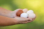 Chicken eggs