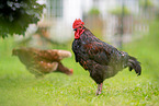 chicken