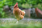 chicken