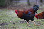 chicken