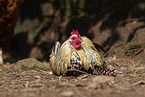 chicken