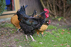 chicken