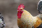 chicken