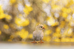 chick