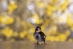chick