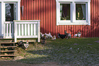 chicken