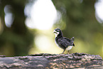 chick