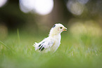 chick
