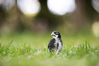 chick