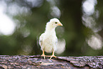 chick
