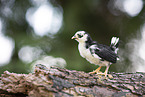 chick