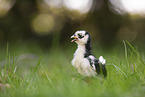 chick