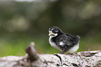chick