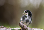 chick