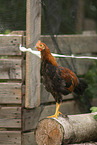 chicken