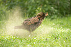 chicken