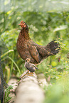 chicken