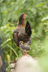 chicken