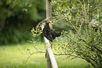 chicken