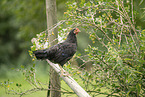 chicken