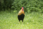 cock