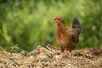 chicken