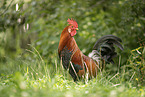 cock