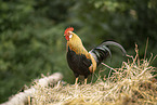 cock
