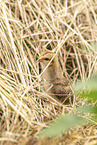 chick