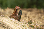 chicken