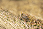 chick