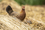 chicken