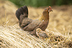chicken