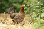 chicken