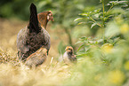 chicken