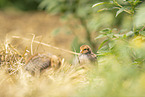 2 chicks