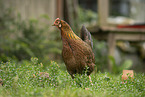 chicken