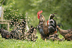 chicken