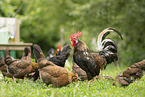 chicken