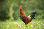 cock
