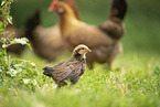chicken
