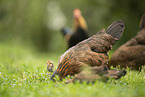 chicken