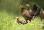 chicken