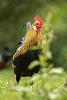 cock