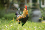 cock