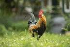 cock