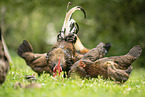 chicken