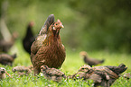 chicken