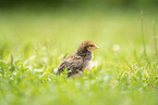 chick
