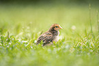 chick